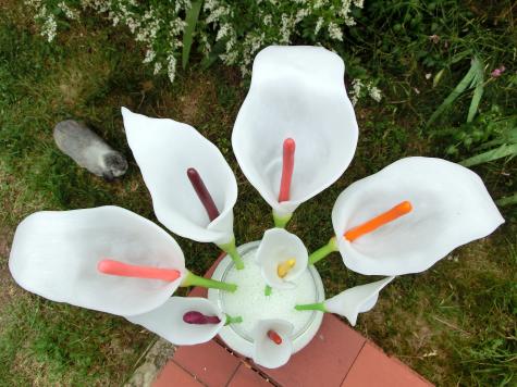 Calla Lily flowers